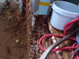 シロアリ被害状況